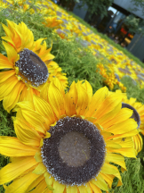 CHELSEA - このはの女の子ブログ画像