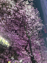 CHELSEA - りなの女の子ブログ画像