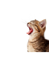 さくらん　関内 - あんの女の子ブログ画像