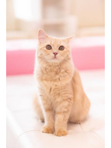 さくらん　関内 - あんの女の子ブログ画像