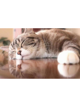 さくらん　関内 - あんの女の子ブログ画像