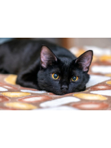 さくらん　関内 - あんの女の子ブログ画像