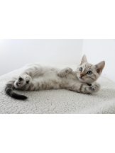 さくらん　関内 - あんの女の子ブログ画像