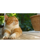 さくらん　関内 - あんの女の子ブログ画像