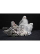 さくらん　関内 - あんの女の子ブログ画像