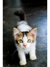 さくらん　関内 - あんの女の子ブログ画像