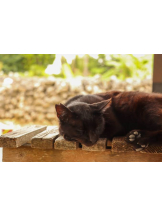 さくらん　関内 - あんの女の子ブログ画像