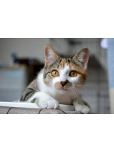 さくらん　関内 - あんの女の子ブログ画像