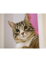 さくらん　関内 - あんの女の子ブログ画像