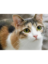 さくらん　関内 - あんの女の子ブログ画像