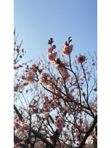 JULIE＆ANNA Tokyo - はるかの女の子ブログ画像