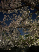 ビアガーデンカーニバル - まほの女の子ブログ画像