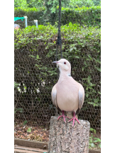 CLUB KAKUREGA - みうの女の子ブログ画像