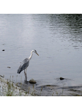 CLUB KAKUREGA - みうの女の子ブログ画像