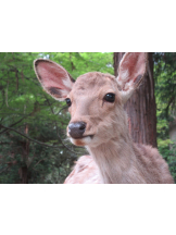 CLUB KAKUREGA - みうの女の子ブログ画像