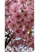 CLUB KAKUREGA - みうの女の子ブログ画像