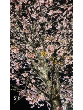 CHELSEA - いずみの女の子ブログ画像