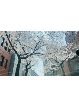 CHELSEA - いずみの女の子ブログ画像