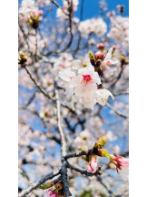 CHELSEA - いずみの女の子ブログ画像