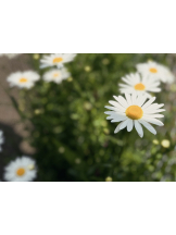 CHELSEA - じゅんの女の子ブログ画像