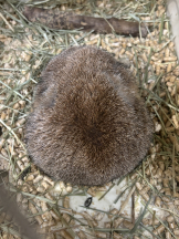 クリステル - ちひろの女の子ブログ画像