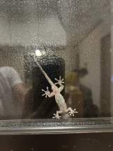 CHELSEA - さらの女の子ブログ画像