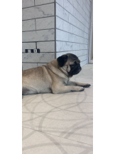 クリステル - ららの女の子ブログ画像