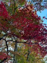 Felice(フェリス) - あやかの女の子ブログ画像