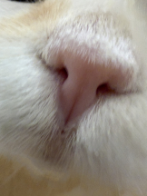 CHELSEA - りおの女の子ブログ画像