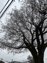 CHELSEA - りおの女の子ブログ画像