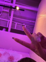 はっち８ - りりの女の子ブログ画像