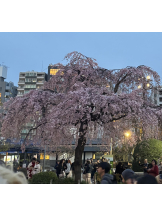 Alegria - さくらの女の子ブログ画像