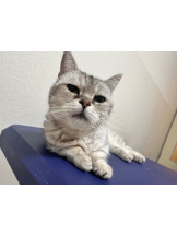 アチュゲッチュ - かなの女の子ブログ画像