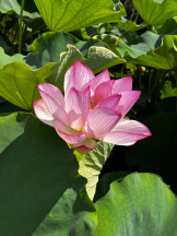 Felice(フェリス) - そよの女の子ブログ画像