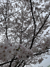 アイドルリーグ - みよりの女の子ブログ画像