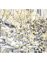 さくらん　関内 - れなの女の子ブログ画像