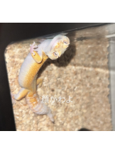 CHELSEA - あおの女の子ブログ画像