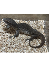 CHELSEA - あおの女の子ブログ画像