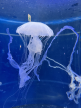 CHELSEA - あおの女の子ブログ画像