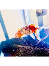 CHELSEA - あおの女の子ブログ画像