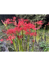 CHELSEA - あおの女の子ブログ画像