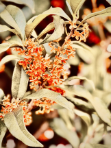 CHELSEA - あおの女の子ブログ画像