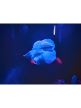 CHELSEA - あおの女の子ブログ画像