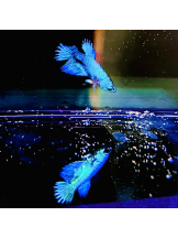 CHELSEA - あおの女の子ブログ画像