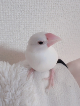 CHELSEA - あおの女の子ブログ画像