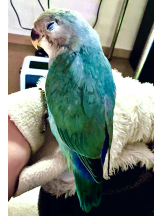 CHELSEA - あおの女の子ブログ画像