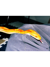 CHELSEA - あおの女の子ブログ画像