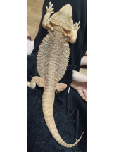 CHELSEA - あおの女の子ブログ画像