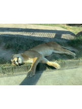 ZOOM - アズサの女の子ブログ画像