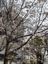 ZOOM - アズサの女の子ブログ画像